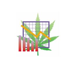 cannabis business consulting
