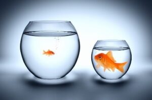 Large and small fish in bowls
