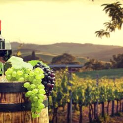 Wine Industry